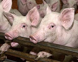 Цены на мясомолочную продукцию опять «взлетят» Цены на мясомолочную продукцию опять «взлетят»