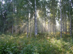 Под Борисовом задержан съезд молодежного движения Под Борисовом задержан съезд молодежного движения