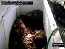 За 10 млн. долларов американские ученые купили уж точно не снежного человека За 10 млн. долларов американские ученые купили уж точно не снежного человека