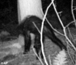 Труп снежного человека продали за 10 миллионов долларов Труп снежного человека продали за 10 миллионов долларов