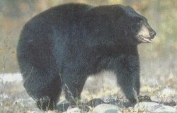 Отец в состоянии шока отбил своего сына из лап медведя барибала Отец в состоянии шока отбил своего сына из лап медведя барибала