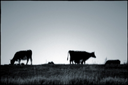 Ночью поезд "Симферополь-Минск" переехал 24 коровы Ночью поезд "Симферополь-Минск" переехал 24 коровы