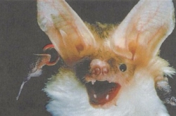 Летучие мыши заселяют Беларусь Летучие мыши заселяют Беларусь