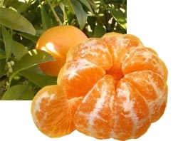 Мандарины помогаю при кожных заболеваниях и бронхите Мандарины помогаю при кожных заболеваниях и бронхите