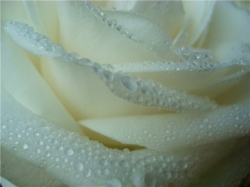 ��� ������� ���� � �������� ��������. ������ �����