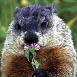 День сурка или день бобра? День сурка или день бобра?