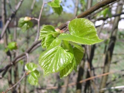 Через неделю в Беларусь придет настоящая весна Через неделю в Беларусь придет настоящая весна