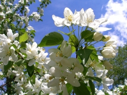 Настоящая весна придет в Беларусь уже в субботу Настоящая весна придет в Беларусь уже в субботу