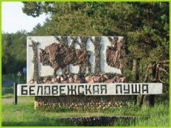 Из семи природных чудес света Беловежская пуща заняла пятое место  Из семи природных чудес света Беловежская пуща заняла пятое место