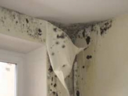 Как в домашних условиях побороть плесень Как в домашних условиях побороть плесень