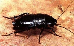 Тараканы разносят туберкулез и кишечные инфекции  Тараканы разносят туберкулез и кишечные инфекции