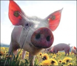 ����� �� �������� ������������ ������ ���������?