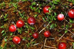 С генитальным герпесом справиться клюква С генитальным герпесом справиться клюква