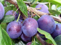 Сливы обладают целым рядом лекарственных свойств Сливы обладают целым рядом лекарственных свойств