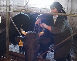 В Кореличском районе корова убила доярку В Кореличском районе корова убила доярку