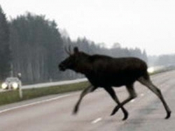 В центре столицы легковушка сбила лося  В центре столицы легковушка сбила лося