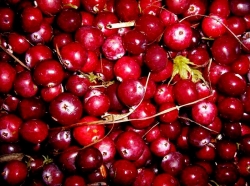 Клюква способна предотвращать образование опухолей Клюква способна предотвращать образование опухолей