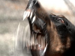 В Витебске более 20 человек пострадали от укусов бешеной собаки В Витебске более 20 человек пострадали от укусов бешеной собаки