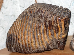 Под Витебском мужчина нашел в огороде зуб мамонта  Под Витебском мужчина нашел в огороде зуб мамонта