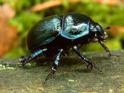 Жук-навозник - самое сильное насекомое в мире Жук-навозник - самое сильное насекомое в мире