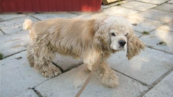 Помогите старому Семёну найти дорогу домой! Помогите старому Семёну найти дорогу домой!