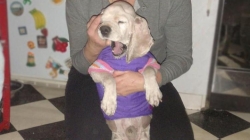 Помогите старому Семёну найти дорогу домой! Помогите старому Семёну найти дорогу домой!