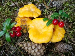 Приятная новость для грибников… Приятная новость для грибников…