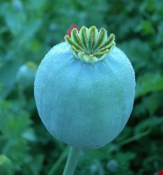 С начала лета уничтожили больше 115 тон конопли и мака С начала лета уничтожили больше 115 тон конопли и мака