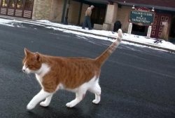 Жители одного из городов США 15-й раз выбирают своим мэром кота Жители одного из городов США 15-й раз выбирают своим мэром кота