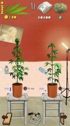 Чаты App Store возглавила игра о торговле марихуаной Чаты App Store возглавила игра о торговле марихуаной