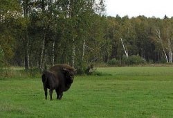 Археологический музей под открытым небом появится в Беловежской пуще Археологический музей под открытым небом появится в Беловежской пуще