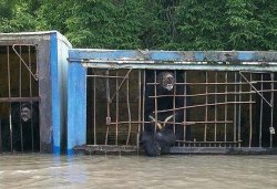 В затопленном зоопарке в Уссурийске утонули животные