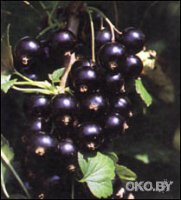 Победить грипп с помощью черной смородины