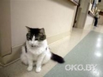 В американском доме престарелых кот предсказывает смерть пациентов