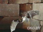 ООН выделила грант на спасение летучих мышей в Брестской крепости